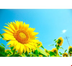 Myopia Care 如何做近視的保健