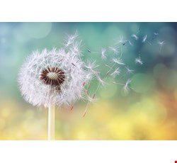 Allergic Conjunctivitis 過敏性結膜炎
