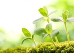 溫熱化療 解說片