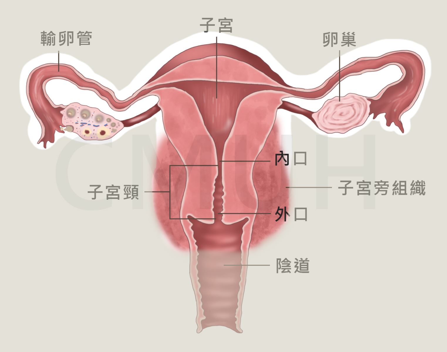 婦科 | 特色介紹 - 中國醫藥大學附設醫院 第 3張圖片