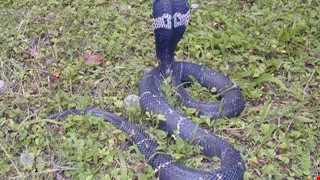 Venomous Snakes in Taiwan 台灣的毒蛇