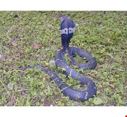 Venomous Snakes in Taiwan 台灣的毒蛇