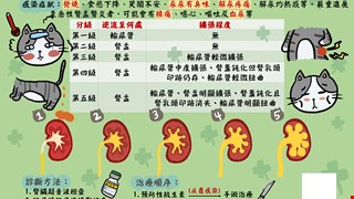 膀胱輸尿管逆流/8B